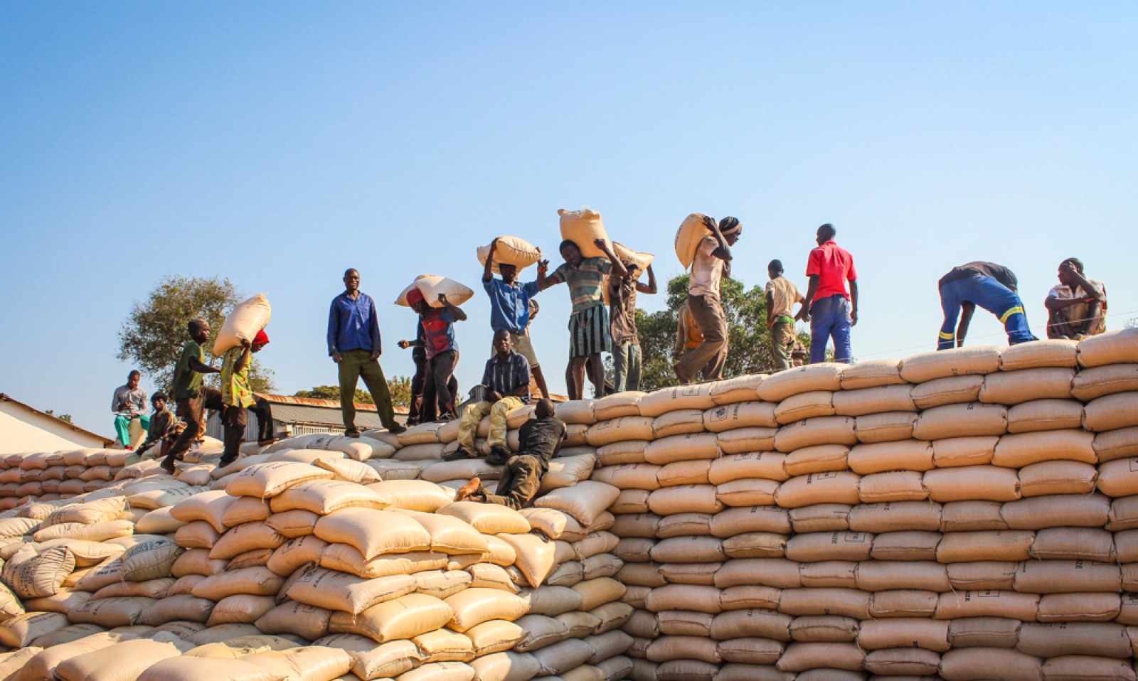 People handling bags of maize at Kabompo