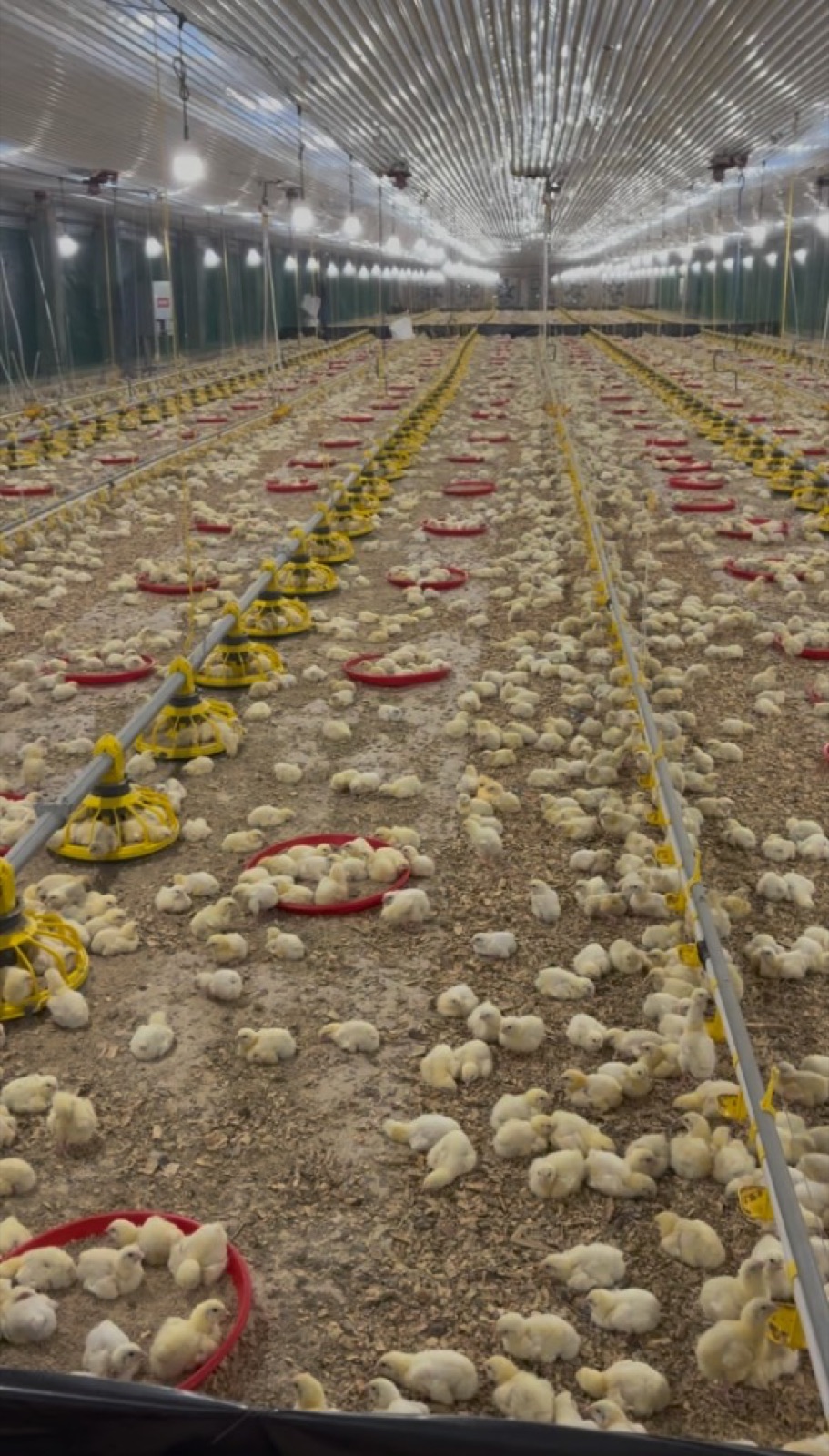 Broilers in a Grafax poultry shed